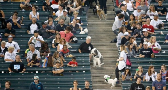 The dogs were sniffing for peanuts and Cracker Jack in the stands. (Photo: AP/Charles Rex Arbogast) 