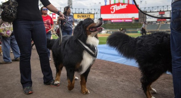 People walked their dogs around the field before the game. (Photo: Erin Hooley/Chicago Tribune) 