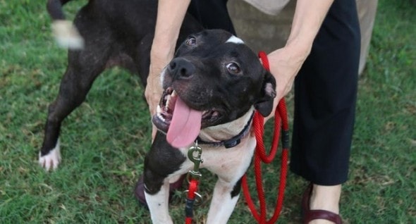 Now all this happy girl needs is a forever home! (Photo: Texas SPCA) 