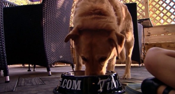 Leia chows down on chicken and sweet potatoes on the Revery patio. (Photo: KESQ) 