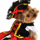 pirate girl halloween dog costume 1c