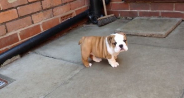puppy