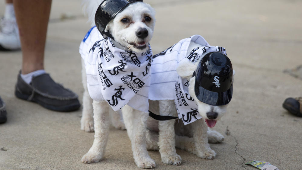 dog white sox jersey