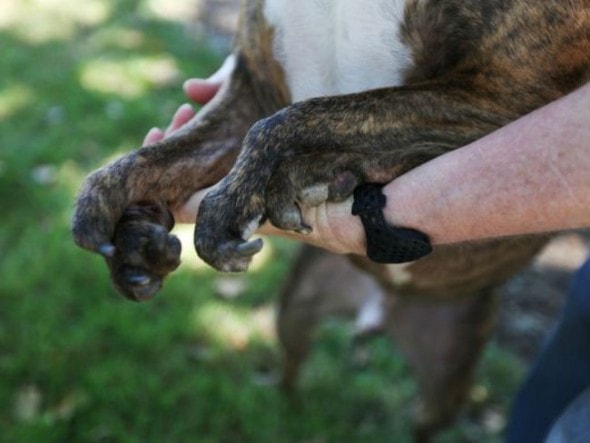 Tigger was born with a condition called ectrodactyly, also known as split hand or lobster claw. (Photo: Danielle Peterson/ Statesman Journal) 