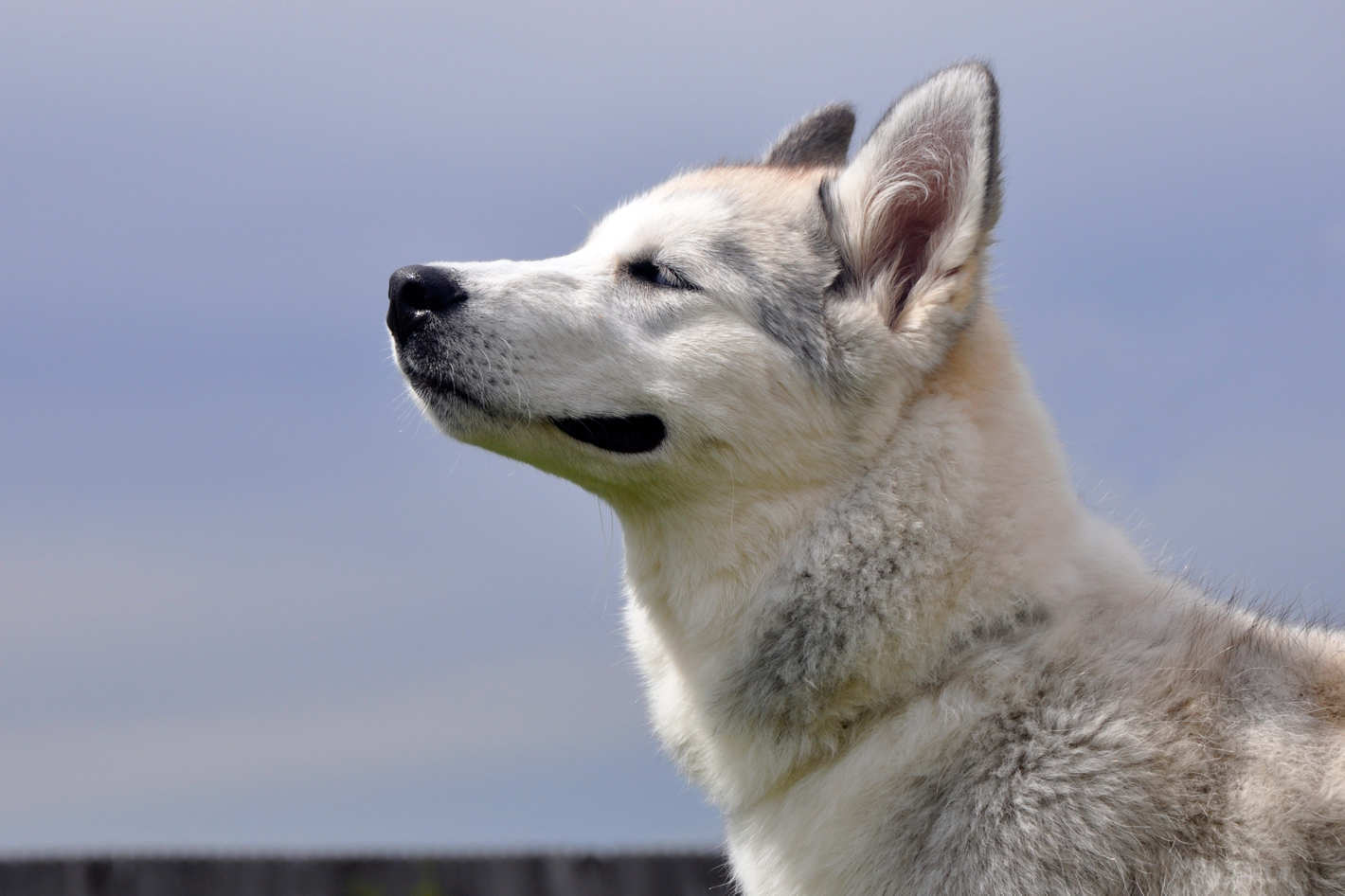Study Finds That Dogs Can Tell What Time Of Day It Is By Their Nose