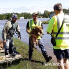 10.10.16 Dogs Saved from Hurricane Matthew Flooding2