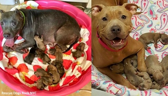 10-13-16-pregnant-dogs-rescued-from-basement1