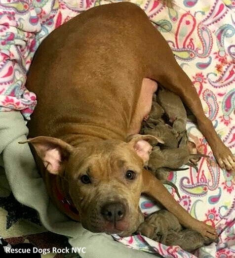 10-13-16-pregnant-dogs-rescued-from-basement2