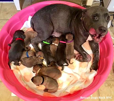 10-13-16-pregnant-dogs-rescued-from-basement6
