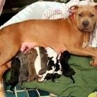 10.13.16 Rescue Dog Adopts Best Friends Puppies8