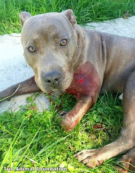 10-14-16-officer-saves-dog-with-a-bullet-shattered-leg1