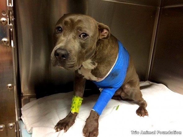 10-14-16-officer-saves-dog-with-a-bullet-shattered-leg4