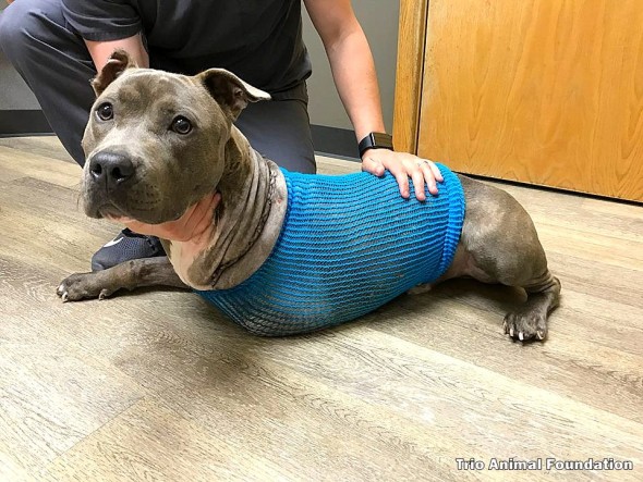 10-14-16-officer-saves-dog-with-a-bullet-shattered-leg5