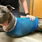10.14.16 Officer Saves Dog With a Bullet Shattered Leg6