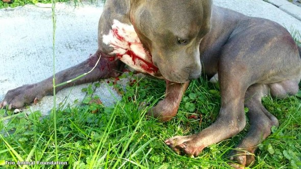 10-14-16-officer-saves-dog-with-a-bullet-shattered-leg7