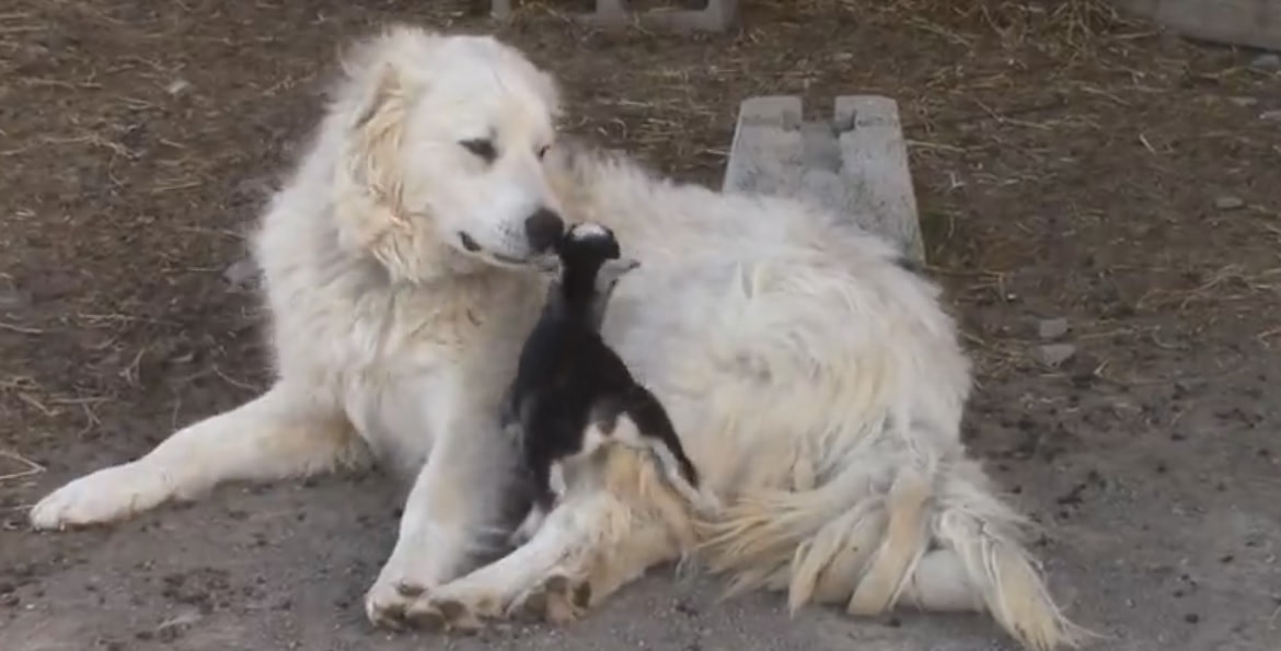 Betty the Pyrenean Mountain Dog Befriends Orphaned Baby Goats - LIFE