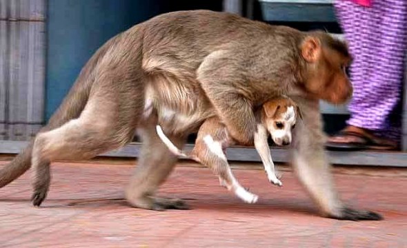 10-26-16-rhesus-monkey-adopts-orphaned-street-puppy3