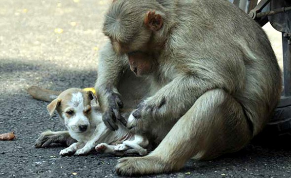 10-26-16-rhesus-monkey-adopts-orphaned-street-puppy8