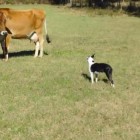 10.27.16 dog and cow