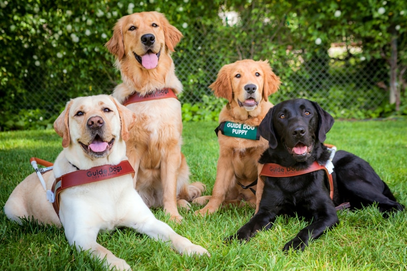 guide-dog-group