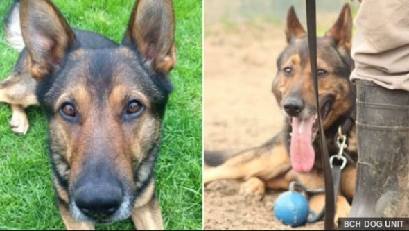 PC Wardell has had Finn since he was a 9-month-old puppy. 