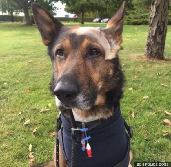 The German Shepherd was  stabbed in the heat and chest while protecting his partner from an assailant. 