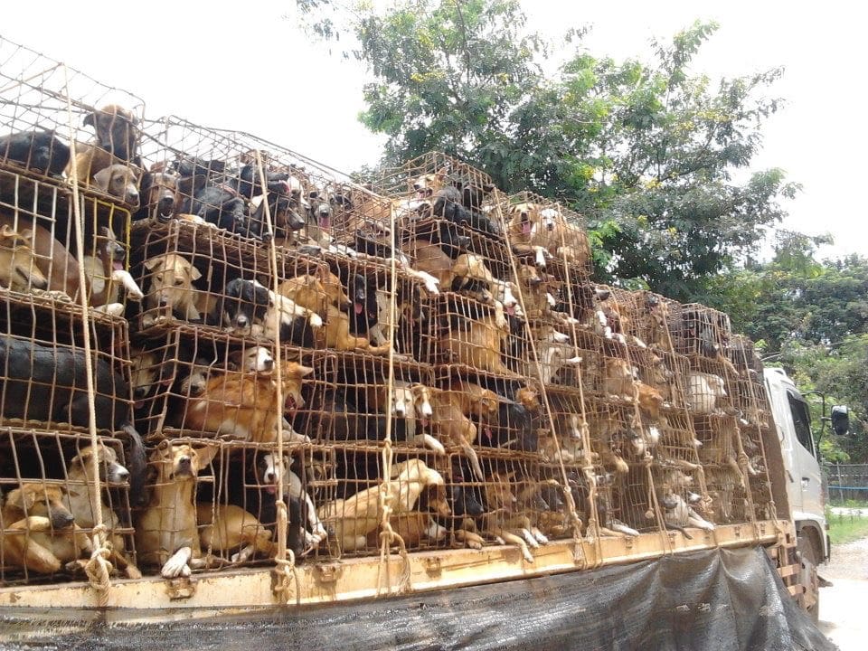 Soi Dog Foundation Rescues Cinderella & Leanne from Thailand Dog Meat