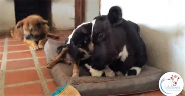 cow-dog