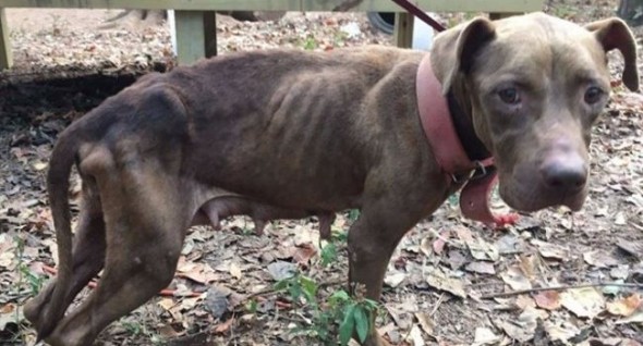 More than 30 dogs were rescued from an apparent training ground for illegal dog-fighting in Meriwether County on Friday. Photo: Meriwether County Sheriff's Office. 