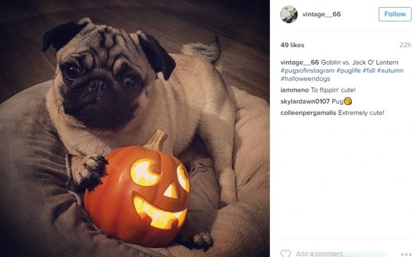 Sweet pug faces are so Halloween-ready, they don't even need costumes!  