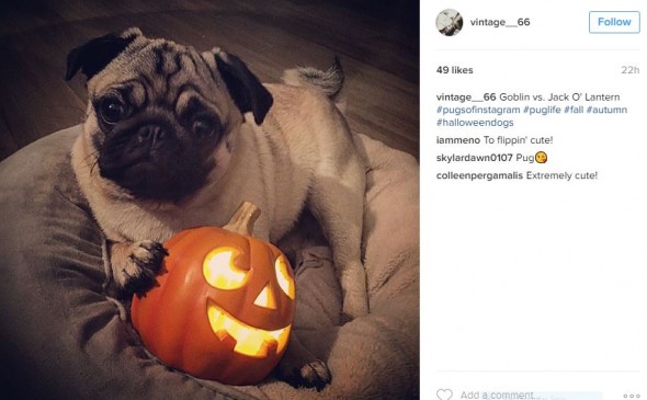 Sweet pug faces are so Halloween-ready, they don't even need costumes!