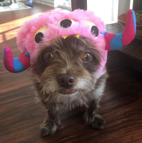 Molly (yes, another Molly!) is the cutest little pink monster ever! Photo: @molly.mama 