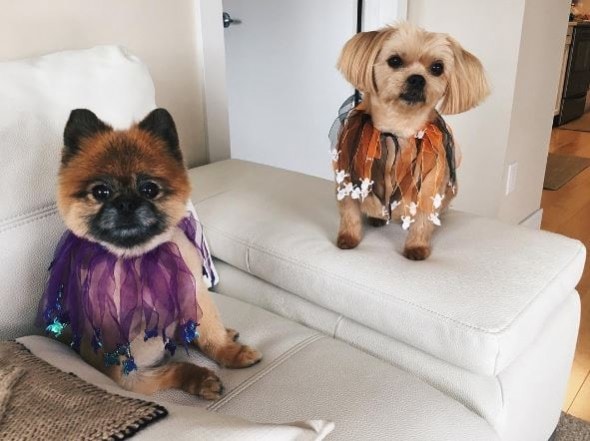 These two came back from the groomer looking like this! Photo: @antarctics 