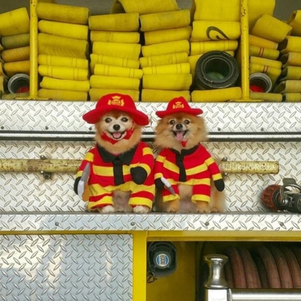 Where's the fire? These Hawaiian fire dogs are on the case, fear not! Photo: @lilikoi_rella 