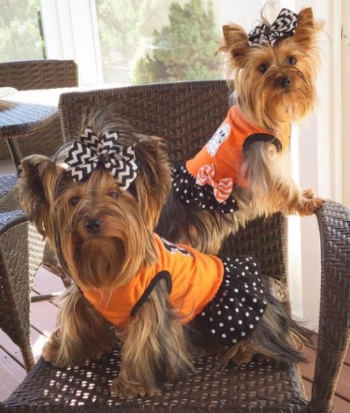In a New "Yorkie" state of mind? Hit up @isabooandlucylu on Instagram! 