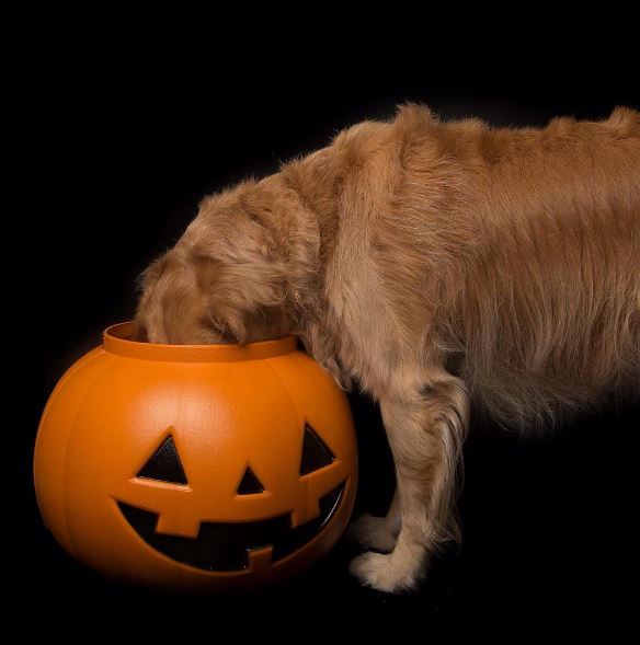 Ultimately, dogs live life like it's always Halloween. They know it's all about the treats! Photo: @my_golden_dogs 