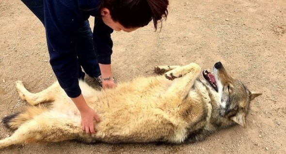 Giulia Cappelli, the Lead of Programs at Wolf Connection, says the reason why more than 70 percent of all wolf dogs in the U.S. are euthanized on a yearly basis is because of the ego of people who want to own a wolf. "No matter how good their intentions are, it doesn't end well in most cases."  Photo: Wolf Connection 