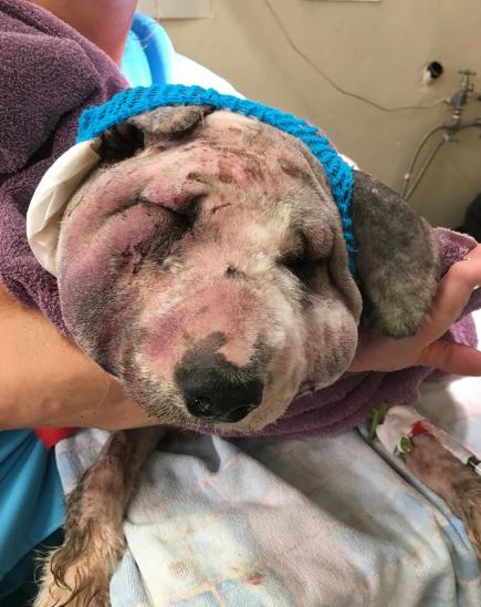 The shelter says its in "dire need of funds" to help continue Sammy's care. Photo: Santa Paula Animal Rescue Center 