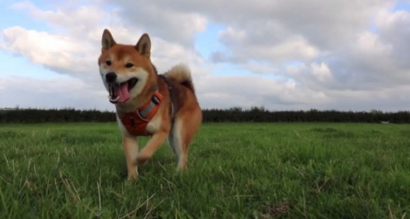 shiba-inu