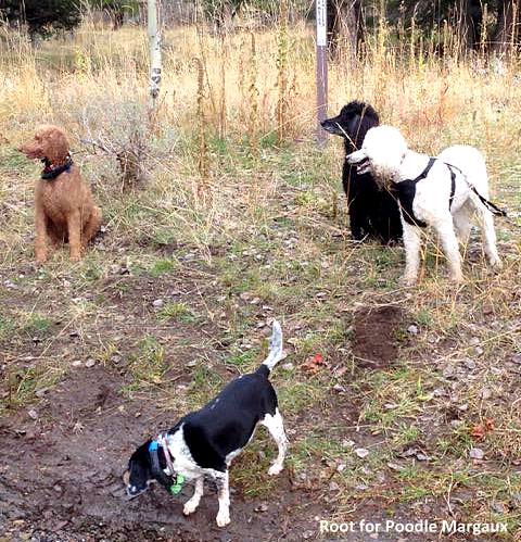 11-1-16-blind-dogs-sisters-are-her-guides4