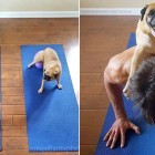 11.17.16 Man and His Dog Do Yoga6