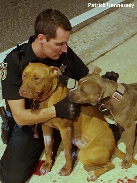 11-2-16-police-officer-snuggles-with-injured-pit-bulls4