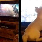 11.21.16 Dogs Are Going Bonkers for This Christmas Commercial1