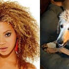 11.22.16 Mom Ruins Dog With Beyonce Perm Haircut3