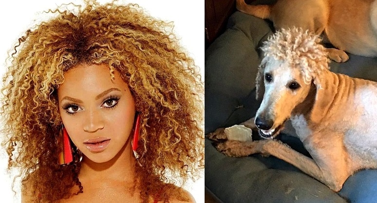 Mom “Ruins” Dog by Getting Him Beyoncé Perm Haircut - LIFE WITH DOGS