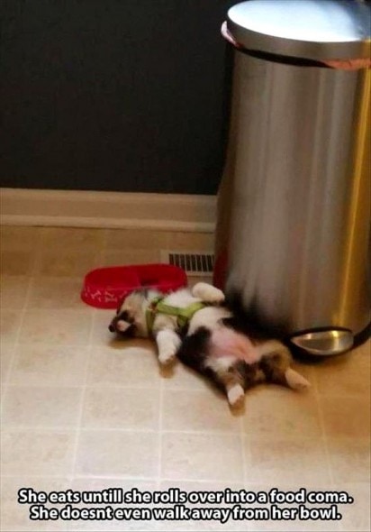 11-24-16-food-coma-pets1