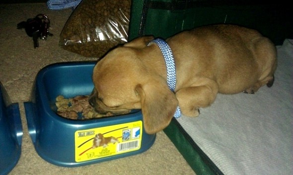 11-24-16-food-coma-pets13