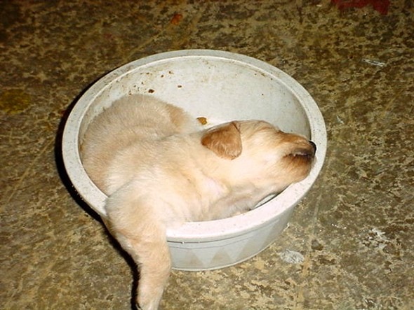 11-24-16-food-coma-pets15