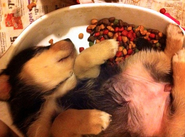 11-24-16-food-coma-pets18