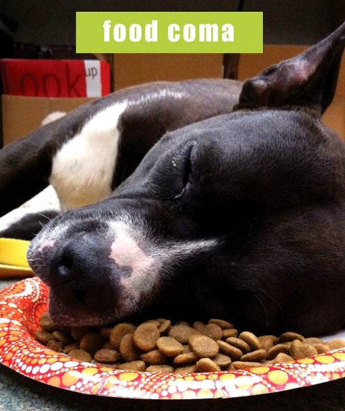 11-24-16-food-coma-pets21